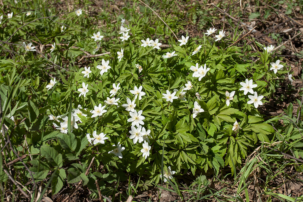 Image of Anemone nemorosa specimen.
