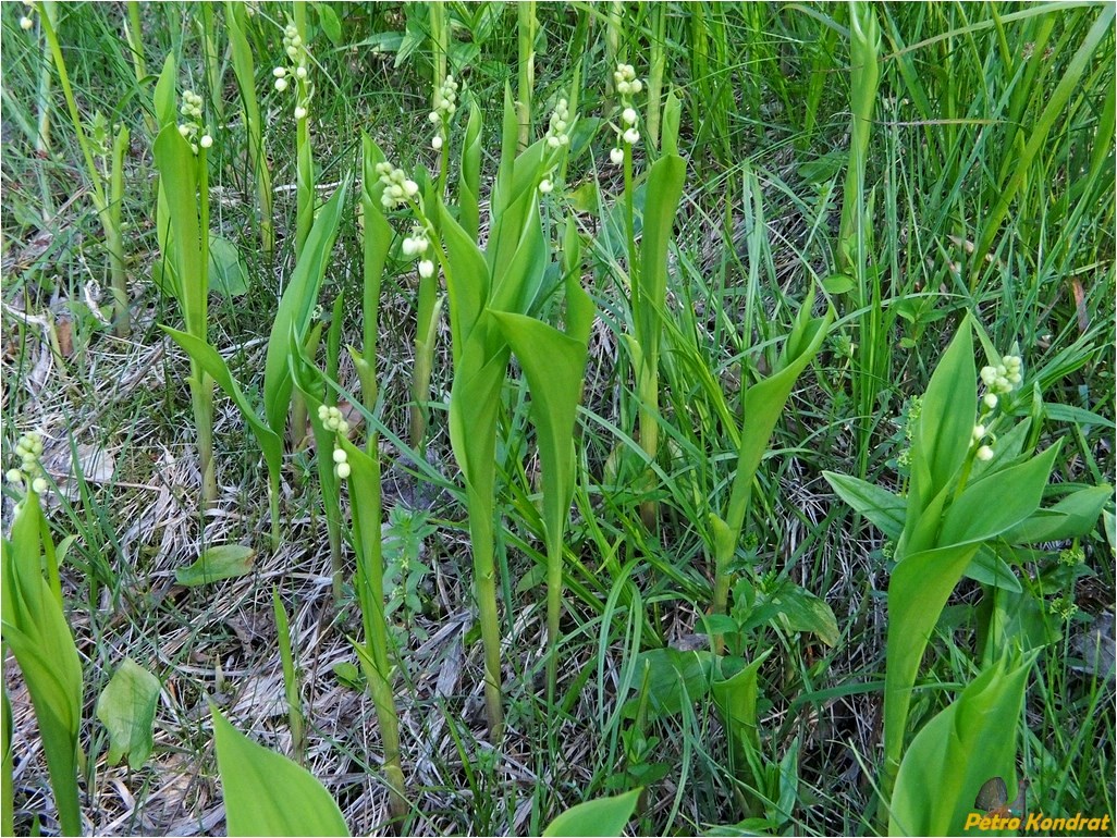 Изображение особи Convallaria majalis.