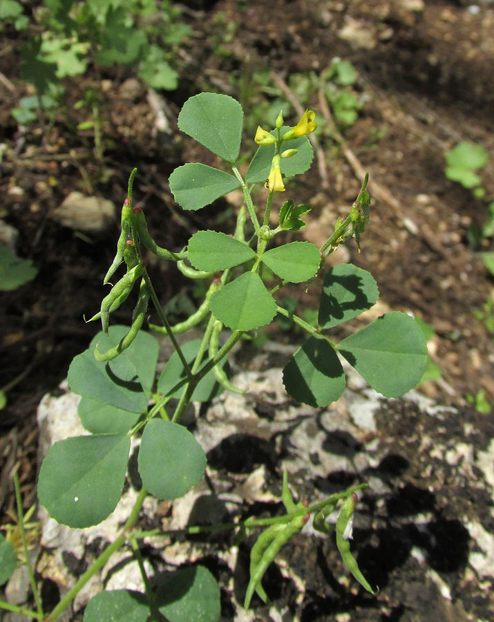 Image of Trigonella strangulata specimen.