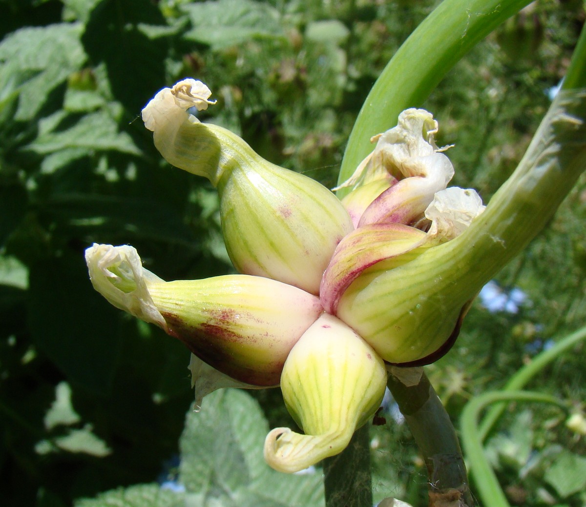 Image of Allium &times; proliferum specimen.