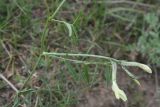 Astragalus maverranagri