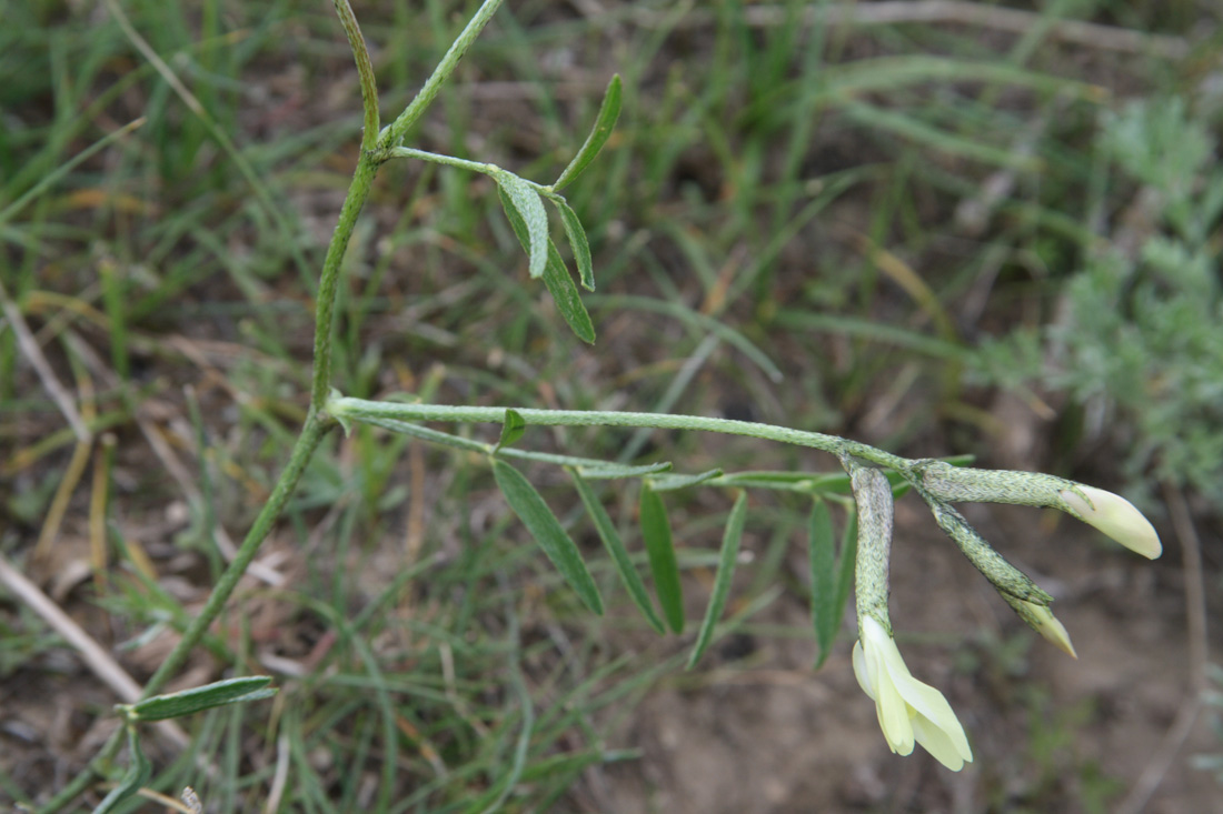 Image of Astragalus maverranagri specimen.