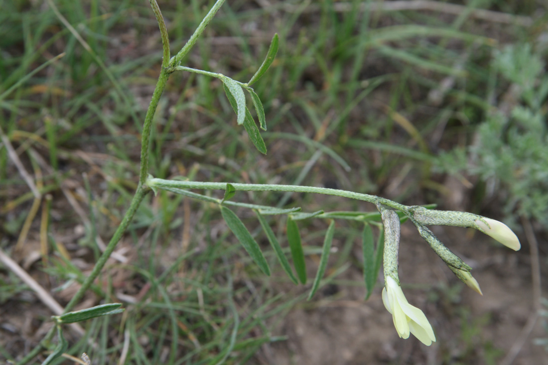 Изображение особи Astragalus maverranagri.