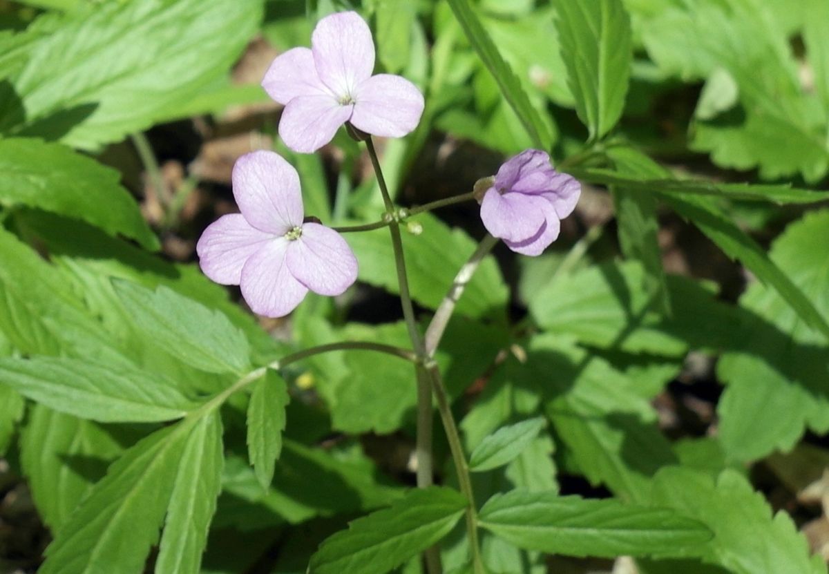 Изображение особи Cardamine quinquefolia.