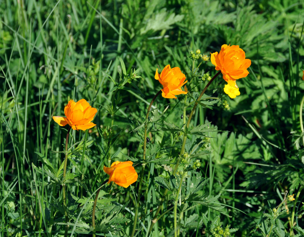 Image of Trollius asiaticus specimen.