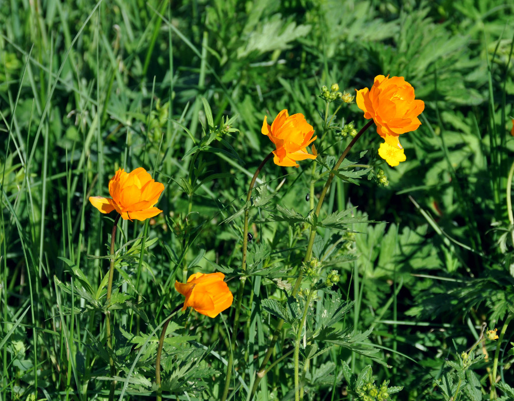 Изображение особи Trollius asiaticus.