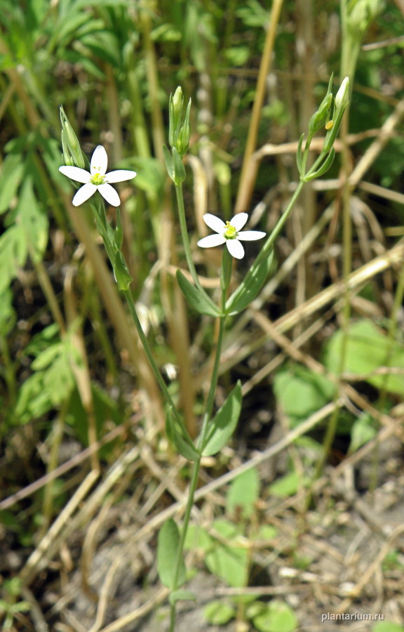 Изображение особи Centaurium meyeri.