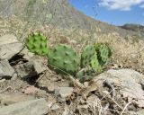 Opuntia humifusa. Вегетирующее растение. Крым, окр. Феодосии, Лисья бухта, остепнённая терраса. 9 июля 2017 г.