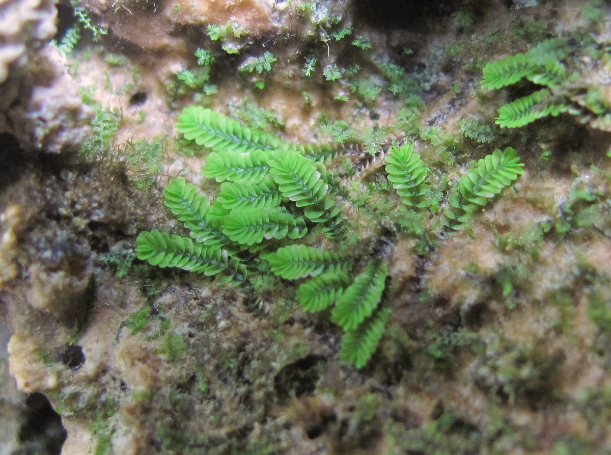 Image of Southbya tophacea specimen.