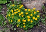 Trollius ranunculinus
