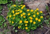 Trollius ranunculinus. Цветущие растения (вокруг видны сухие прошлогодние стебли). Абхазия, Рицинский реликтовый национальный парк, гора Ацытаку, ≈ 2200 м н.у.м., субальпийский луг, на краю снежника. 11.07.2017.