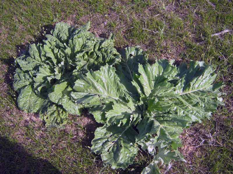 Изображение особи Cousinia triflora.