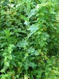 View full-size image Lactuca serriola