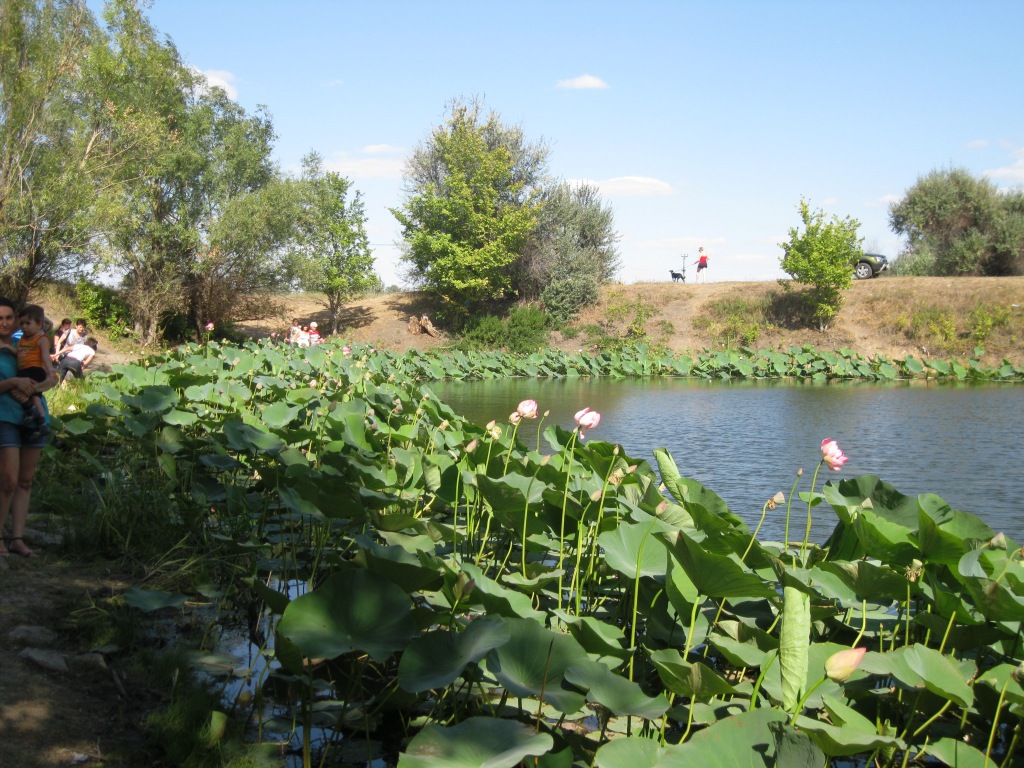 Изображение особи Nelumbo caspica.