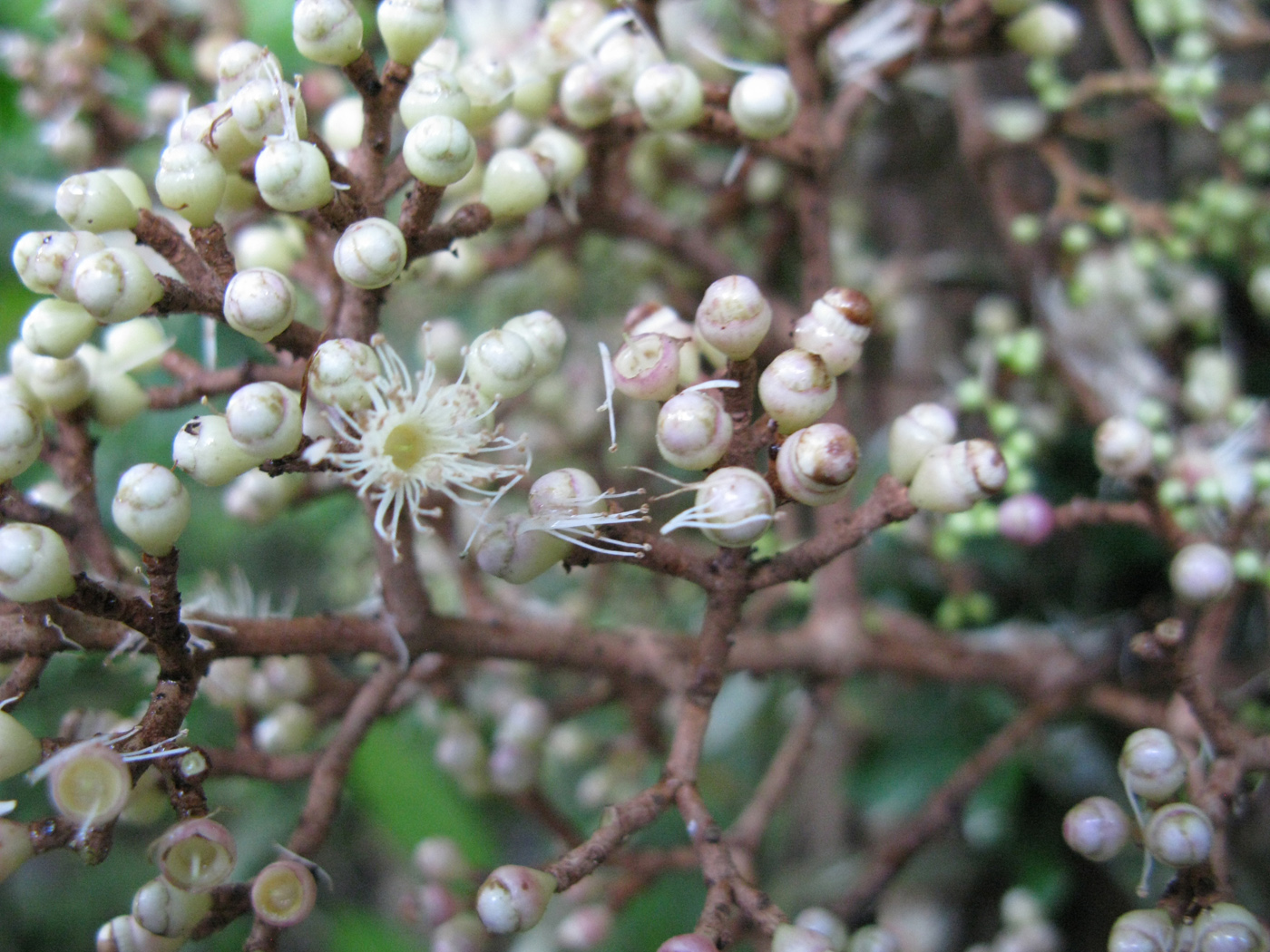 Изображение особи род Syzygium.