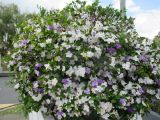 Brunfelsia australis