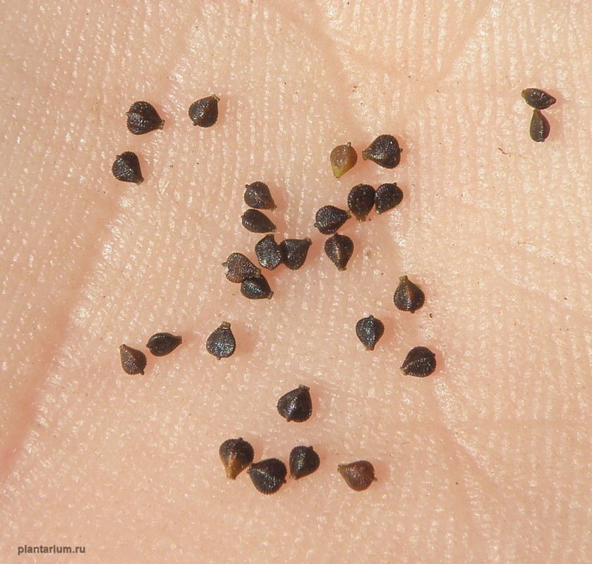 Изображение особи Schoenoplectiella lateriflora.