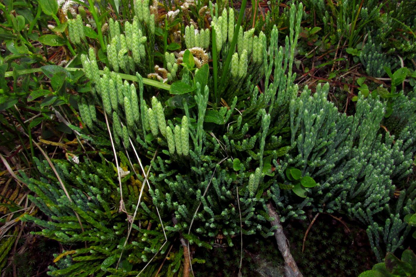 Изображение особи Diphasiastrum alpinum.