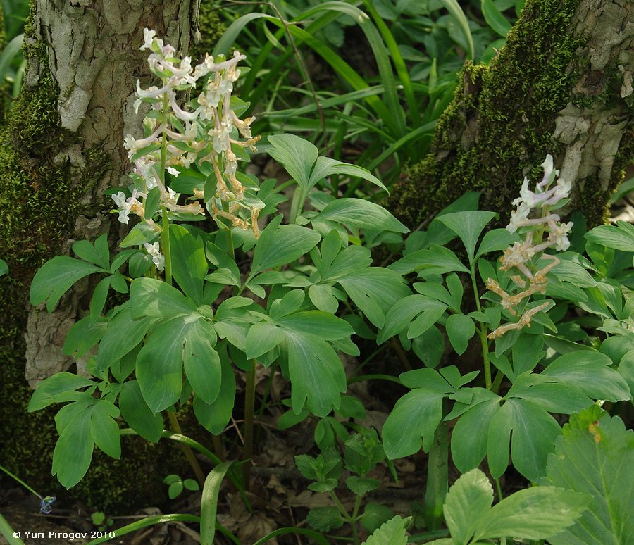 Изображение особи Corydalis marschalliana.