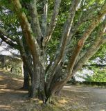 Quercus rubra. Нижние части взрослых деревьев. Испания, автономное сообщество Галисия, провинция Понтеведра, г. Виго, озеленение. Июль.