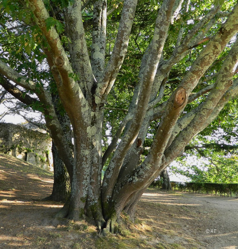 Изображение особи Quercus rubra.