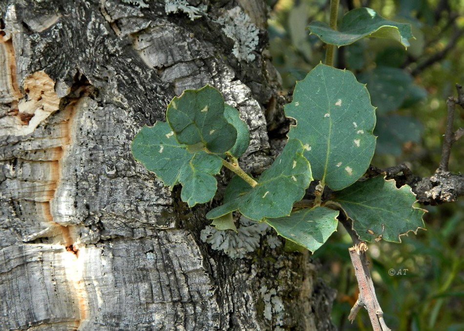 Изображение особи Quercus suber.