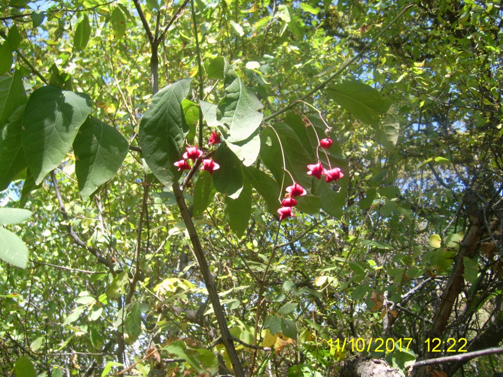 Изображение особи Euonymus latifolius.