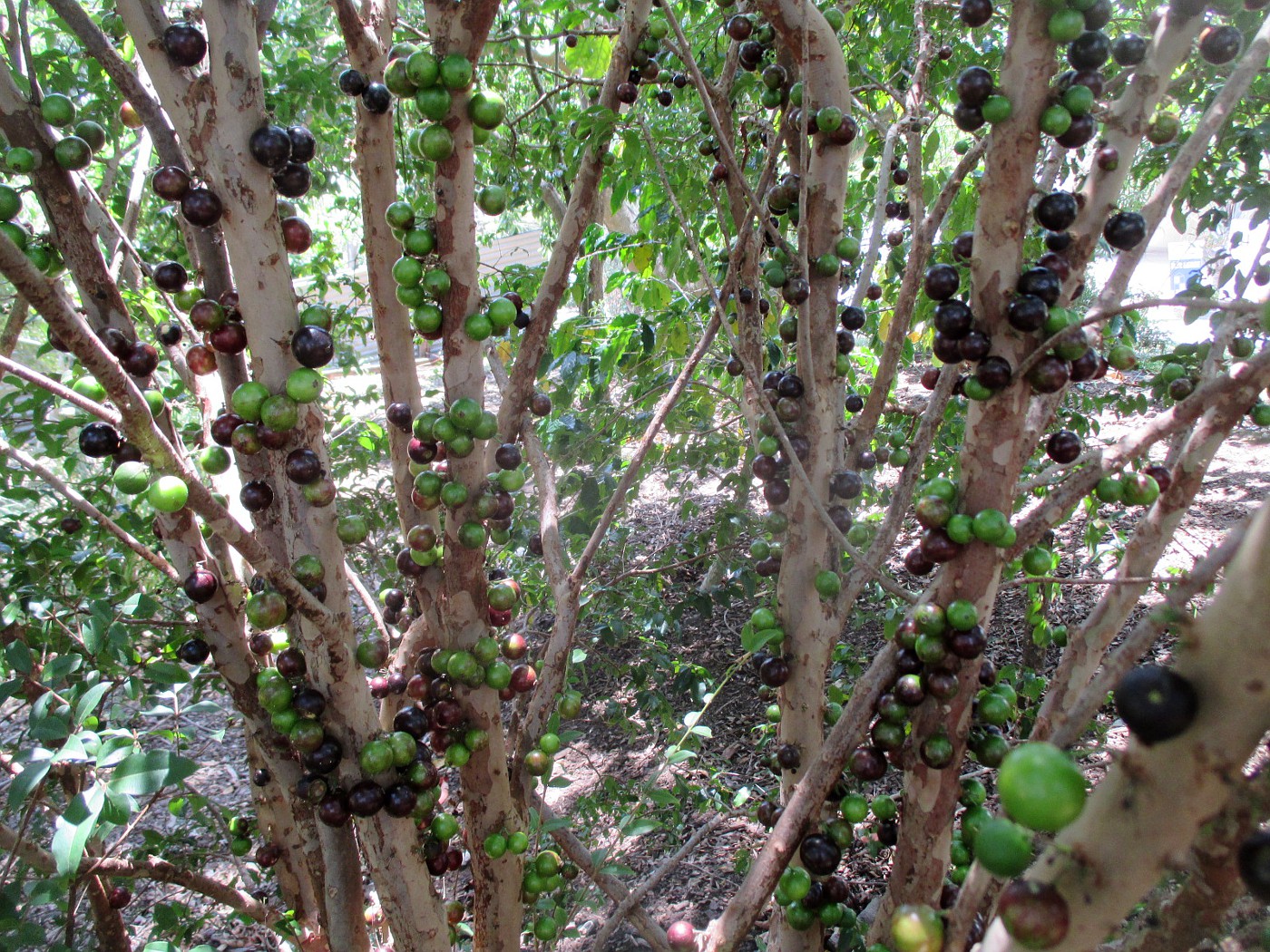 Image of Plinia cauliflora specimen.