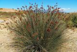 Juncus acutus