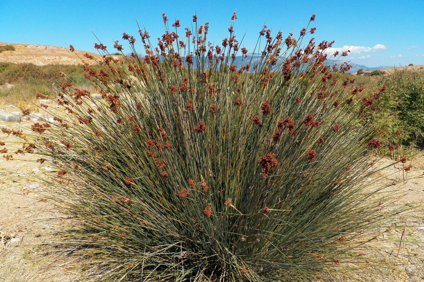 Изображение особи Juncus acutus.