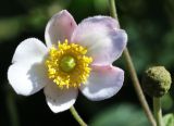 Anemone hupehensis