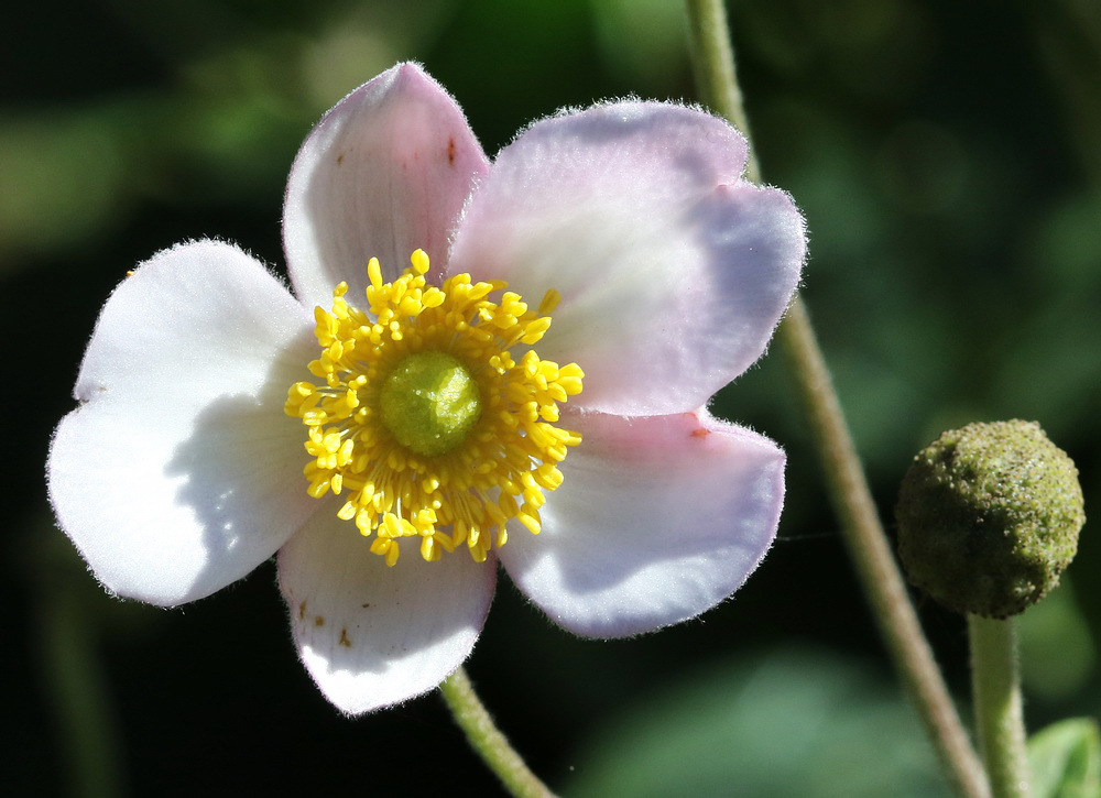 Изображение особи Anemone hupehensis.