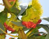 Eucalyptus erythrocorys