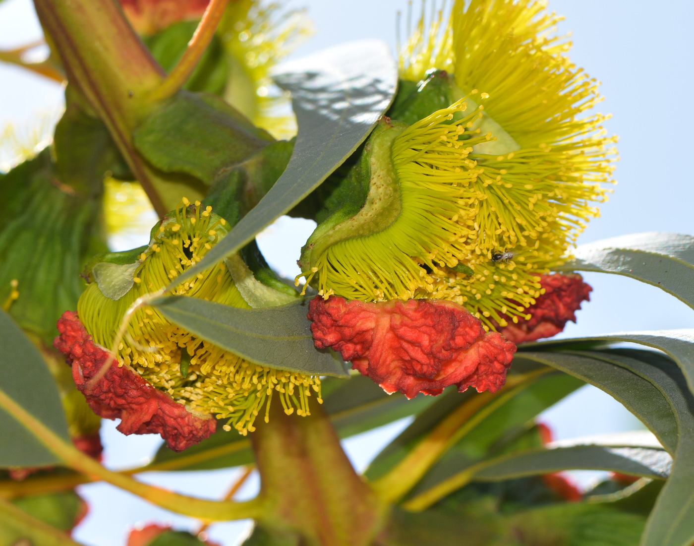 Изображение особи Eucalyptus erythrocorys.