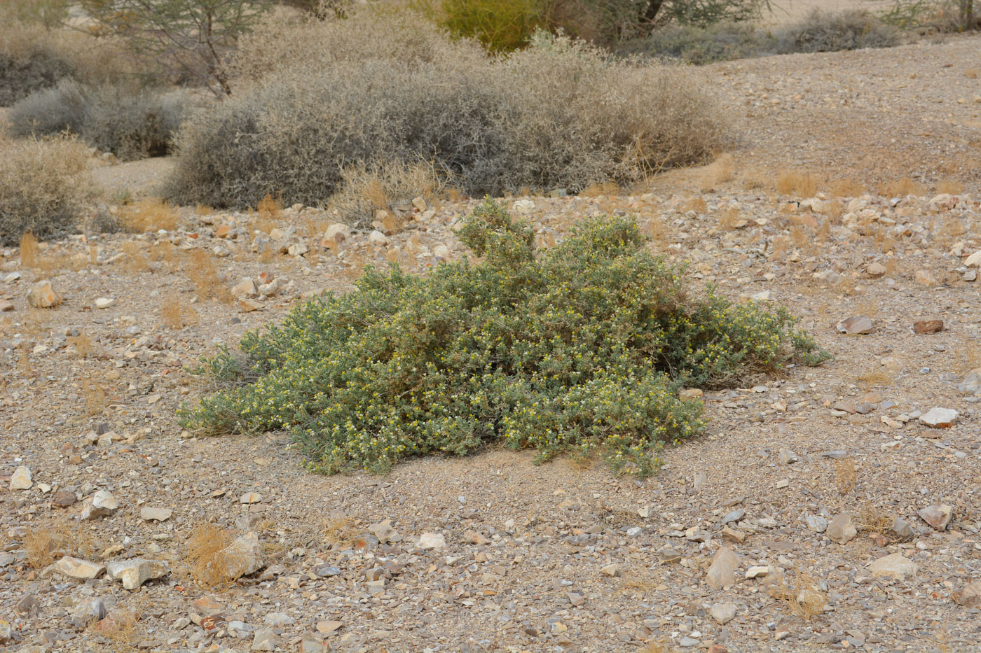 Image of Heliotropium arbainense specimen.