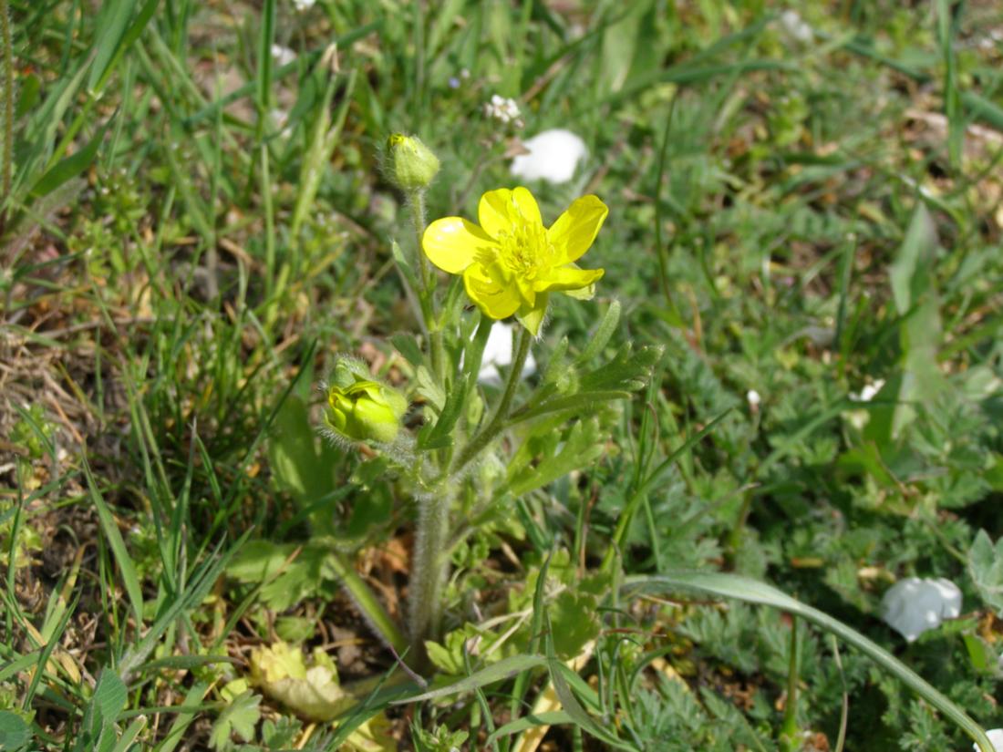 Изображение особи Ranunculus oxyspermus.