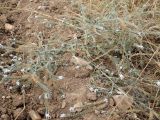 Heliotropium hirsutissimum