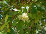 Parmentiera aculeata. Часть ветви с цветком и завязавшимся плодом. Австралия, г. Брисбен, ботанический сад. 27.12.2017.