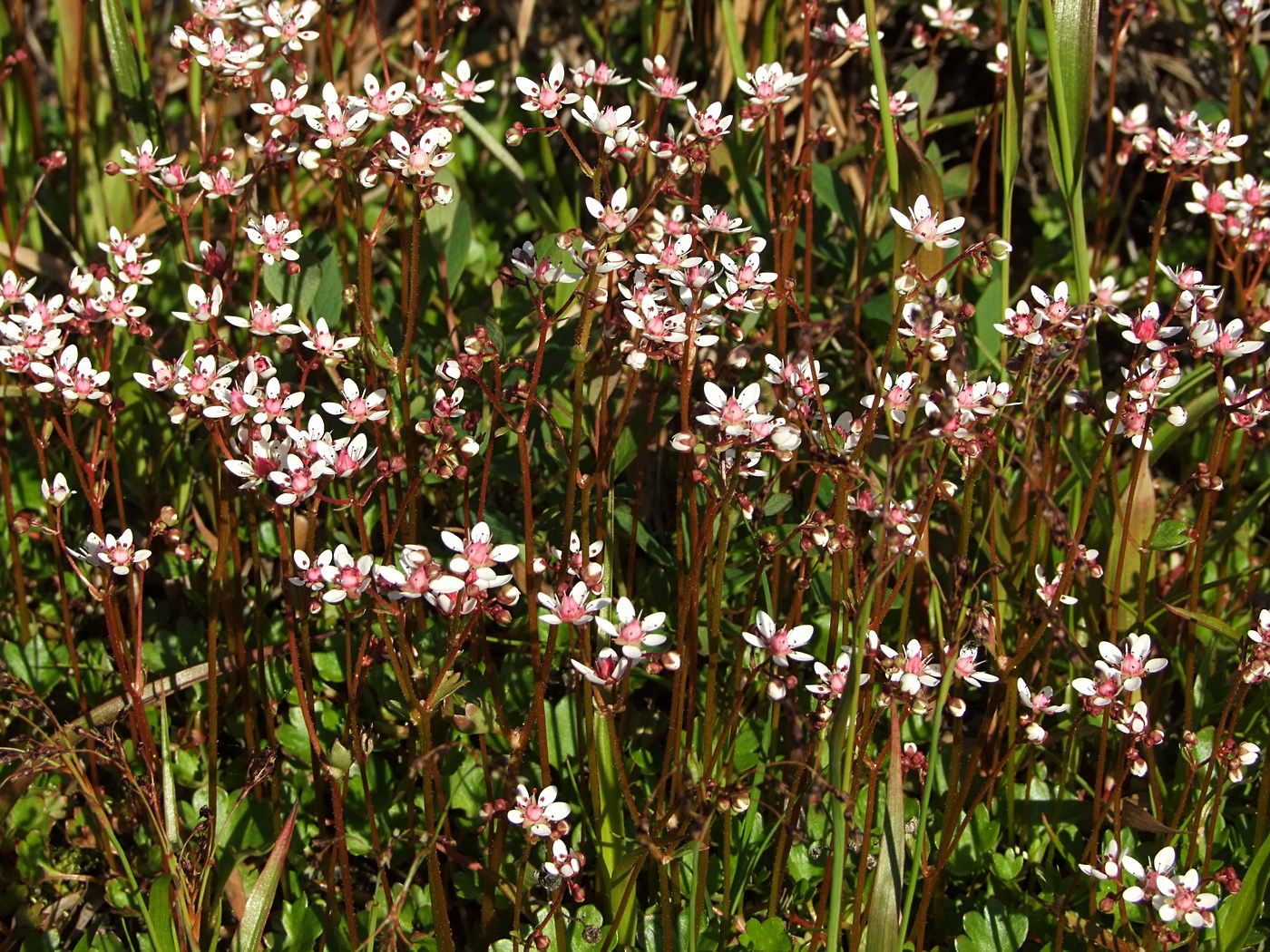 Изображение особи Micranthes nudicaulis.