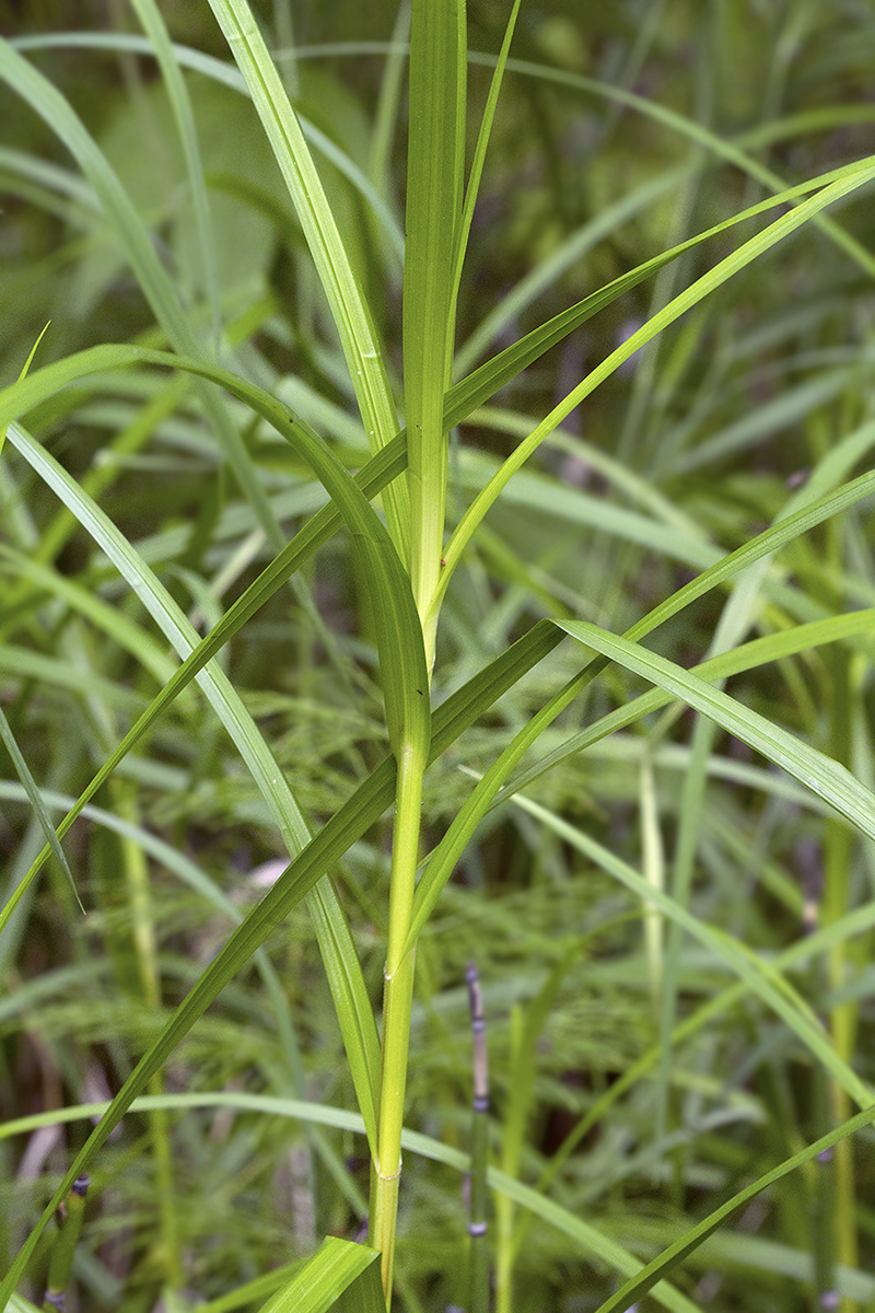 Image of Carex sordida specimen.