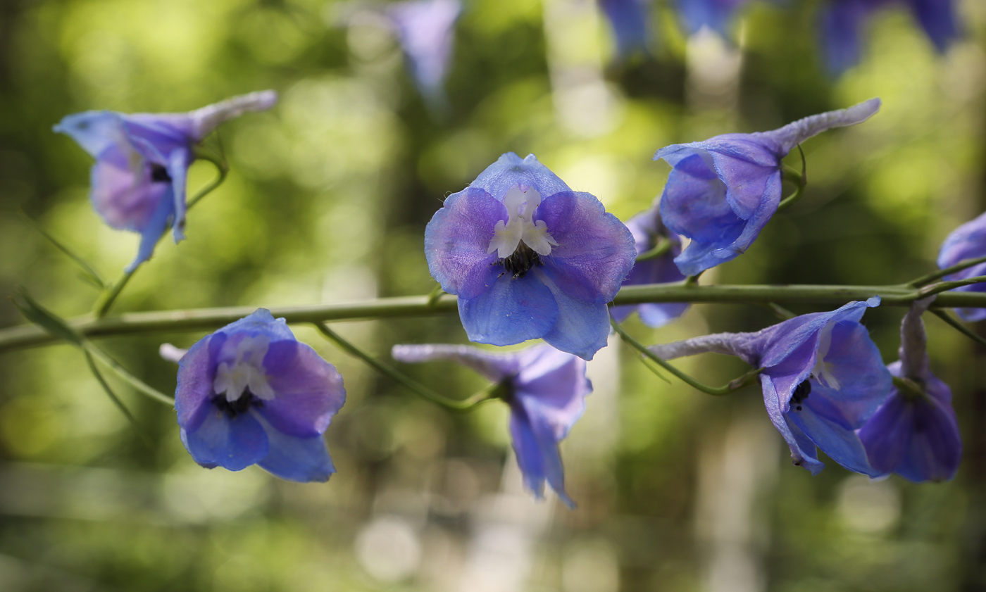 Image of Delphinium &times; phoeniceum specimen.