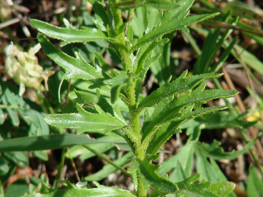 Изображение особи Dontostemon pinnatifidus.