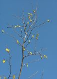 Corylus pontica