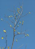 Corylus maxima. Верхушка ветви с соцветиями. Краснодарский край, Абинский р-н, ст. Холмская, у жилья. 07.02.2018.