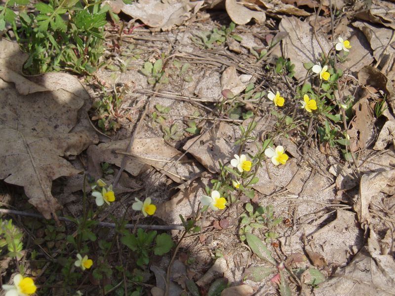 Image of Viola lavrenkoana specimen.