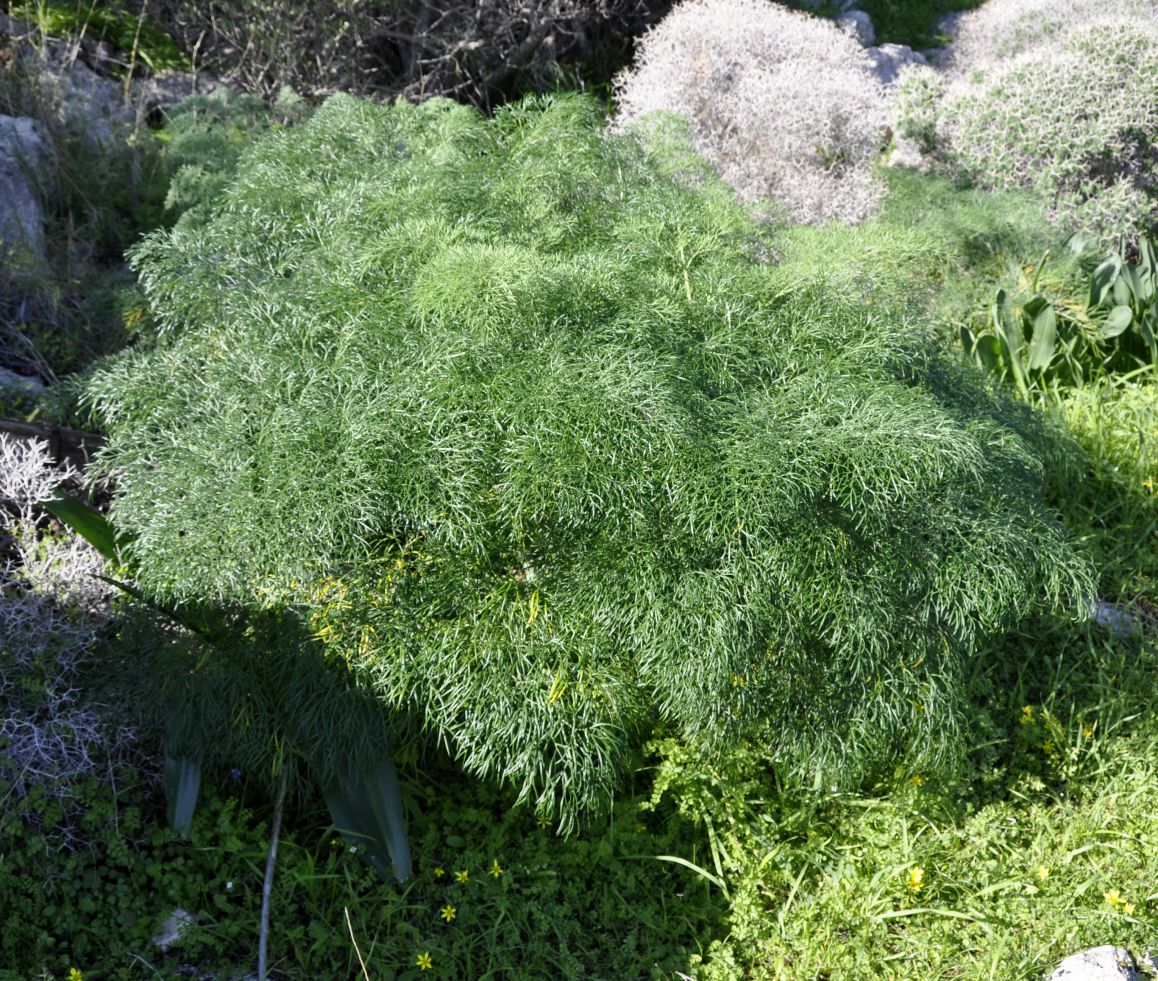 Изображение особи Ferula communis ssp. glauca.