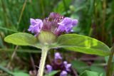 Prunella vulgaris. Верхушка цветущего растения. Свердловская обл., окр. г. Североуральск, р-н скал Грюнвальда, поляна. 12.07.2017.