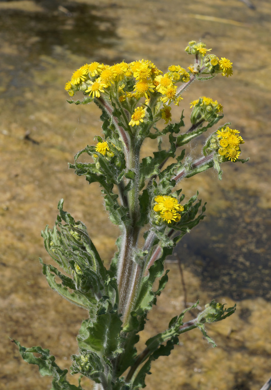 Изображение особи Tephroseris palustris.