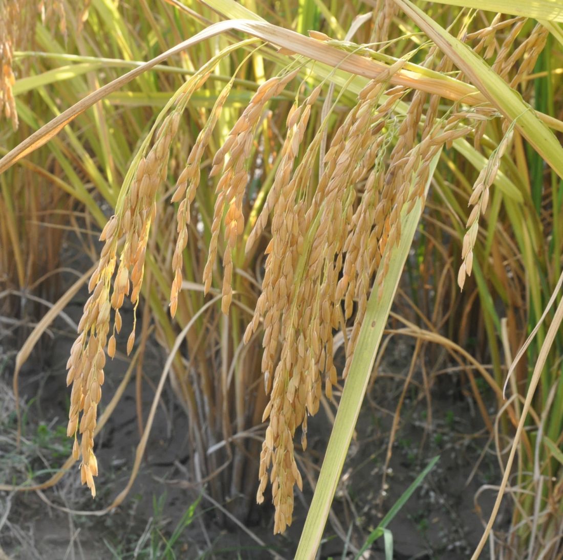 Image of Oryza sativa specimen.