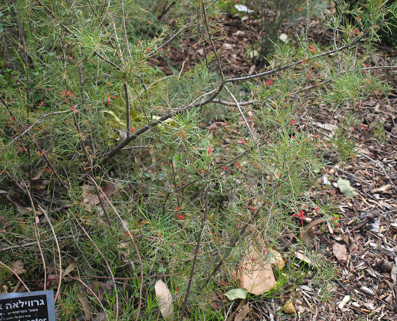 Image of Grevillea pinaster specimen.